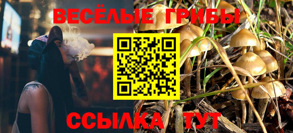 Грозный  Галлюциногенные грибы Psilocybine cubensis  Вход с VPN 